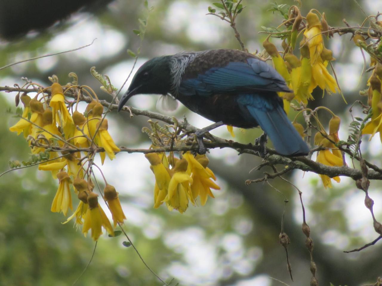 Walnut Lodge B&B Матамата Екстер'єр фото